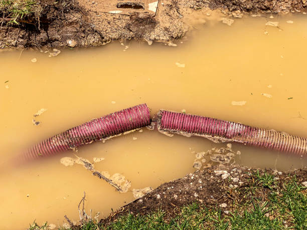 Best Mold removal after water damage  in Burkesville, KY